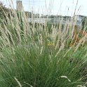 Pennisetum macrourum